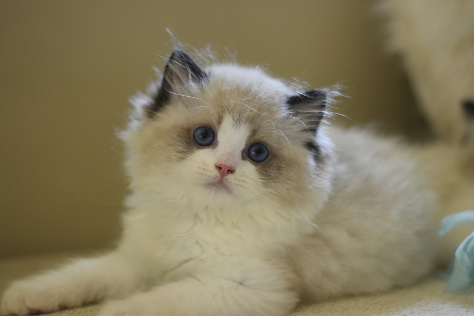 /images/Galeria/Kiállítások (Cat shows)/_DSC2363.JPG
